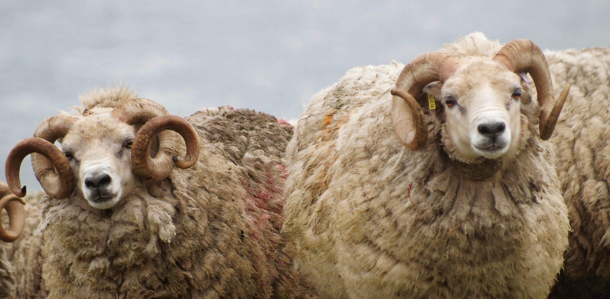 Shetland sheep. Photo from Jamieson & Smith.