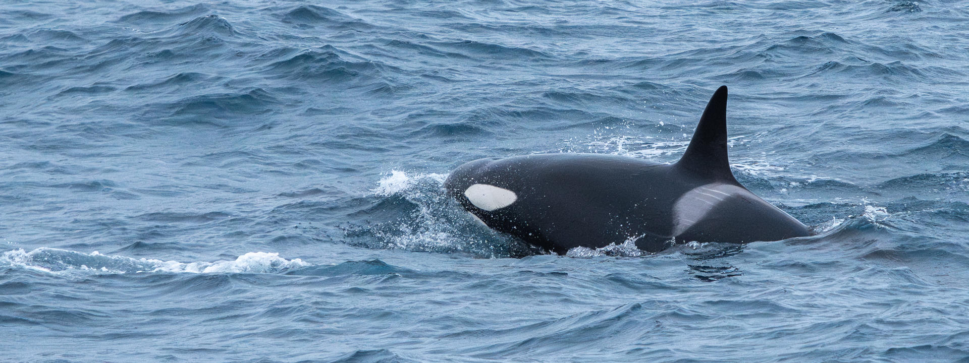 Orca whale