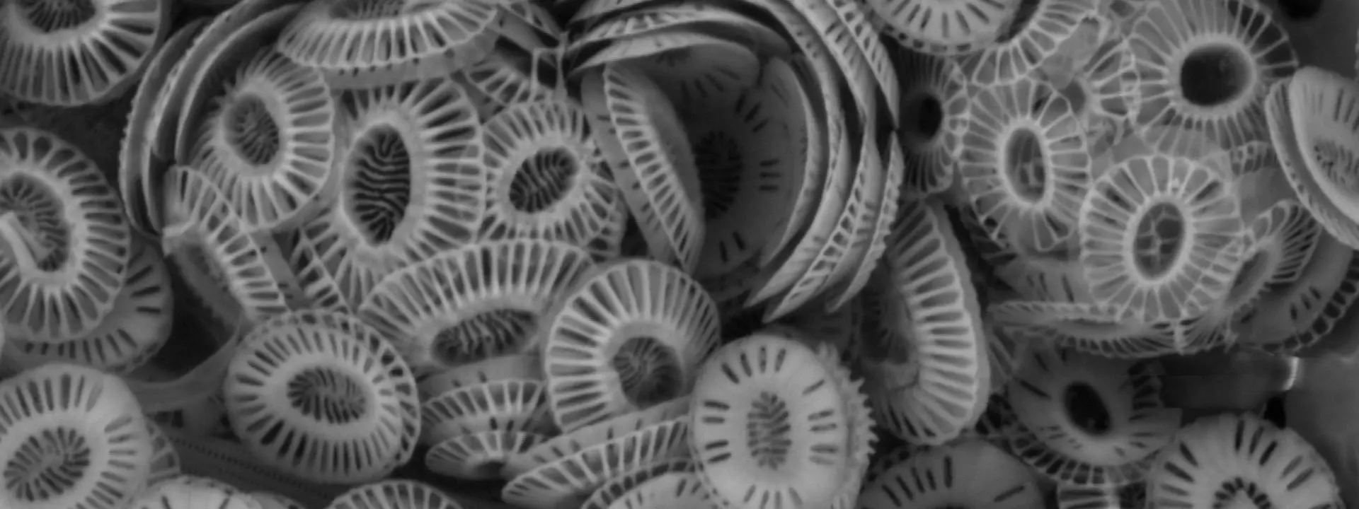 coccolithophore Gephyrocapsa huxleyi, imaged using a scanning electron microscope