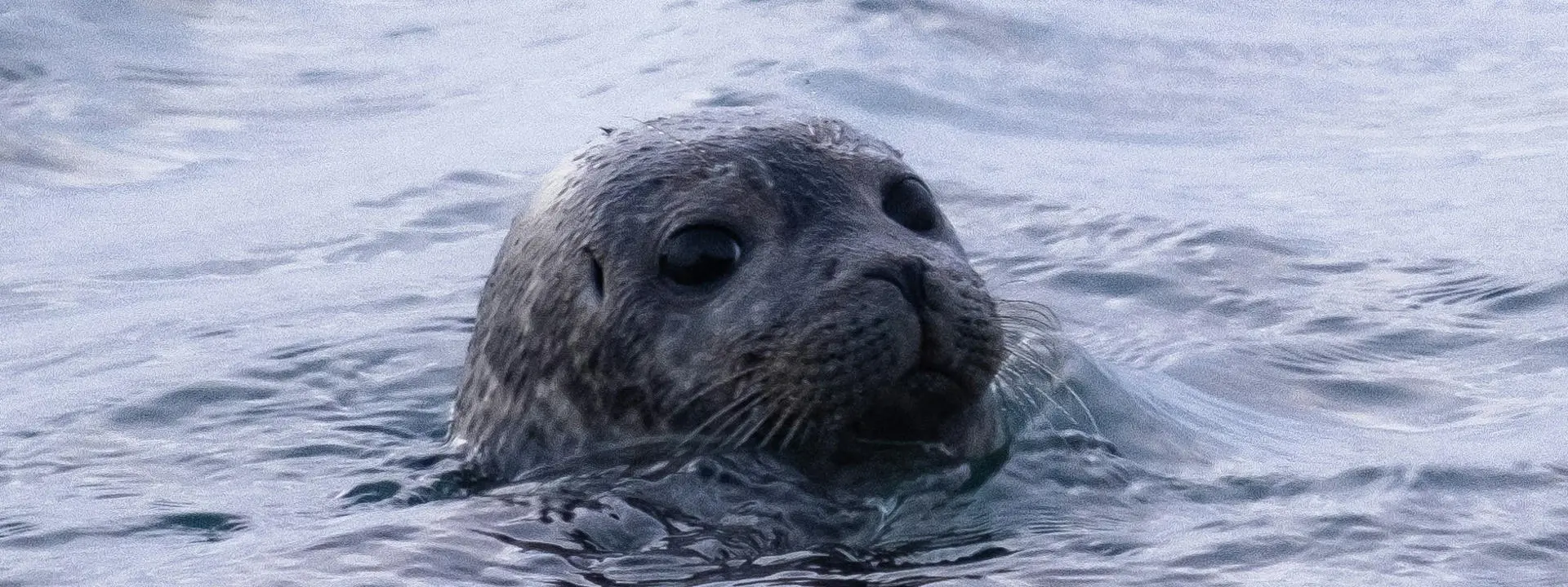 A seal swimming in the sea. Photo by Yves Cedric Schulze on Unsplash.