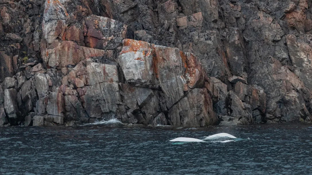 Beluga whales, which are known for their white colour, in the Bellot Strait in Nunavut, Canada. Credit: Yuri Choufour. Beluga whales, which are known for their white colour, in the Bellot Strait in Nunavut, Canada. Credit: Yuri Choufour.