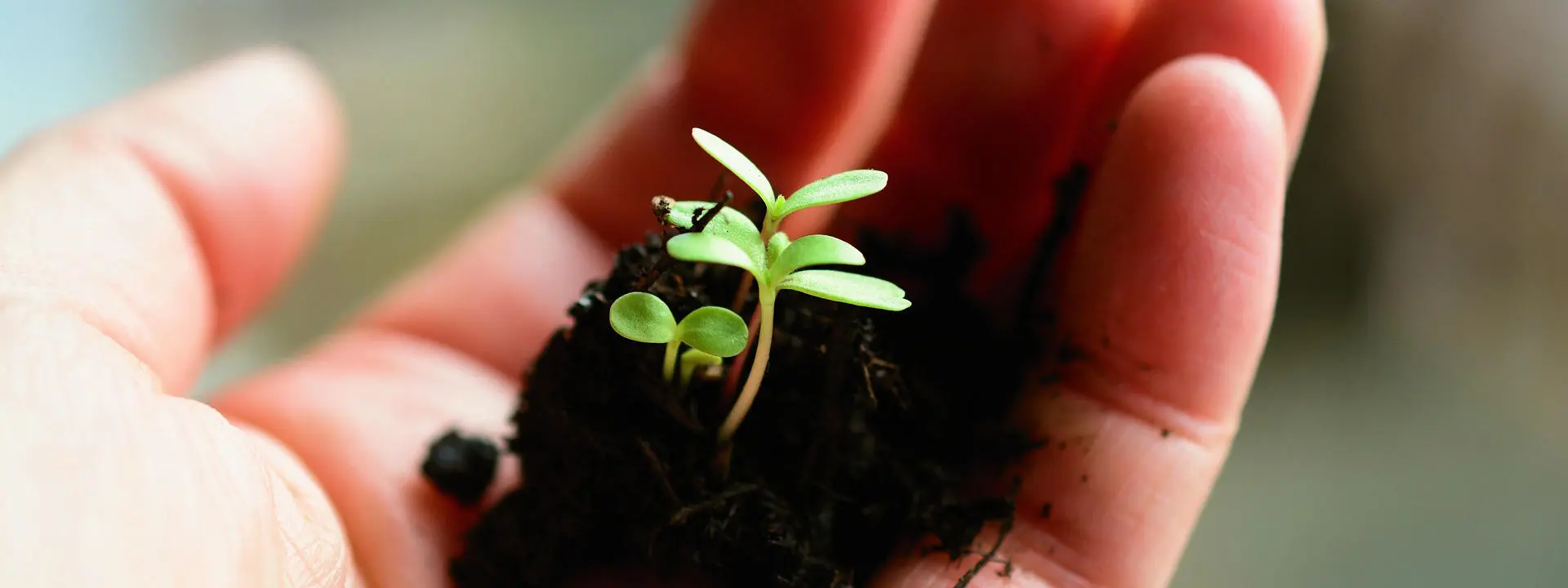 Hand holding soil with small green seedlings sprouting from it.