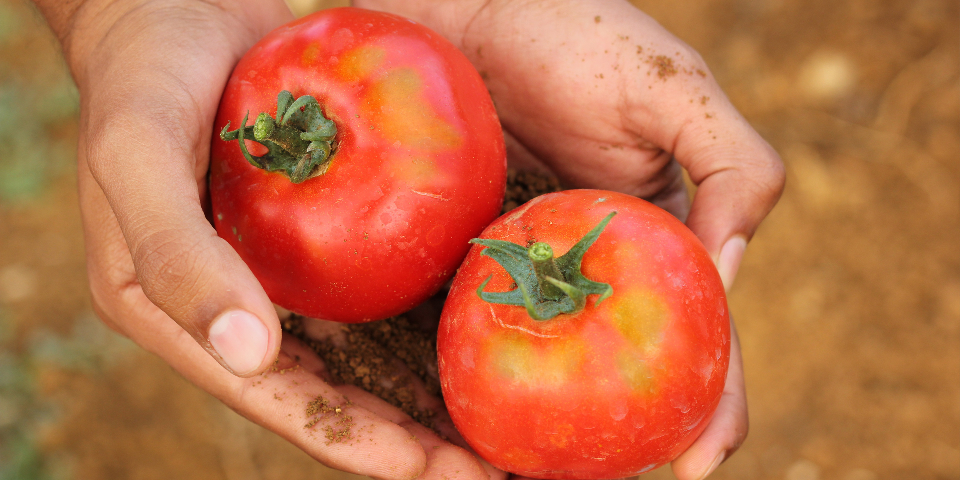 Hands gently holding two freshly picked red tomatoes.