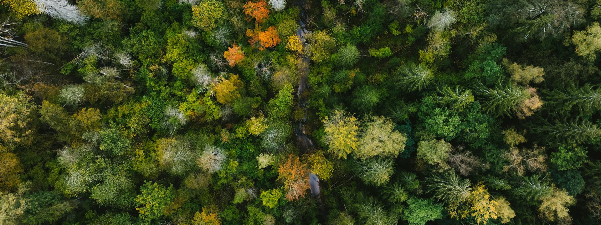 An arial shot of a forest