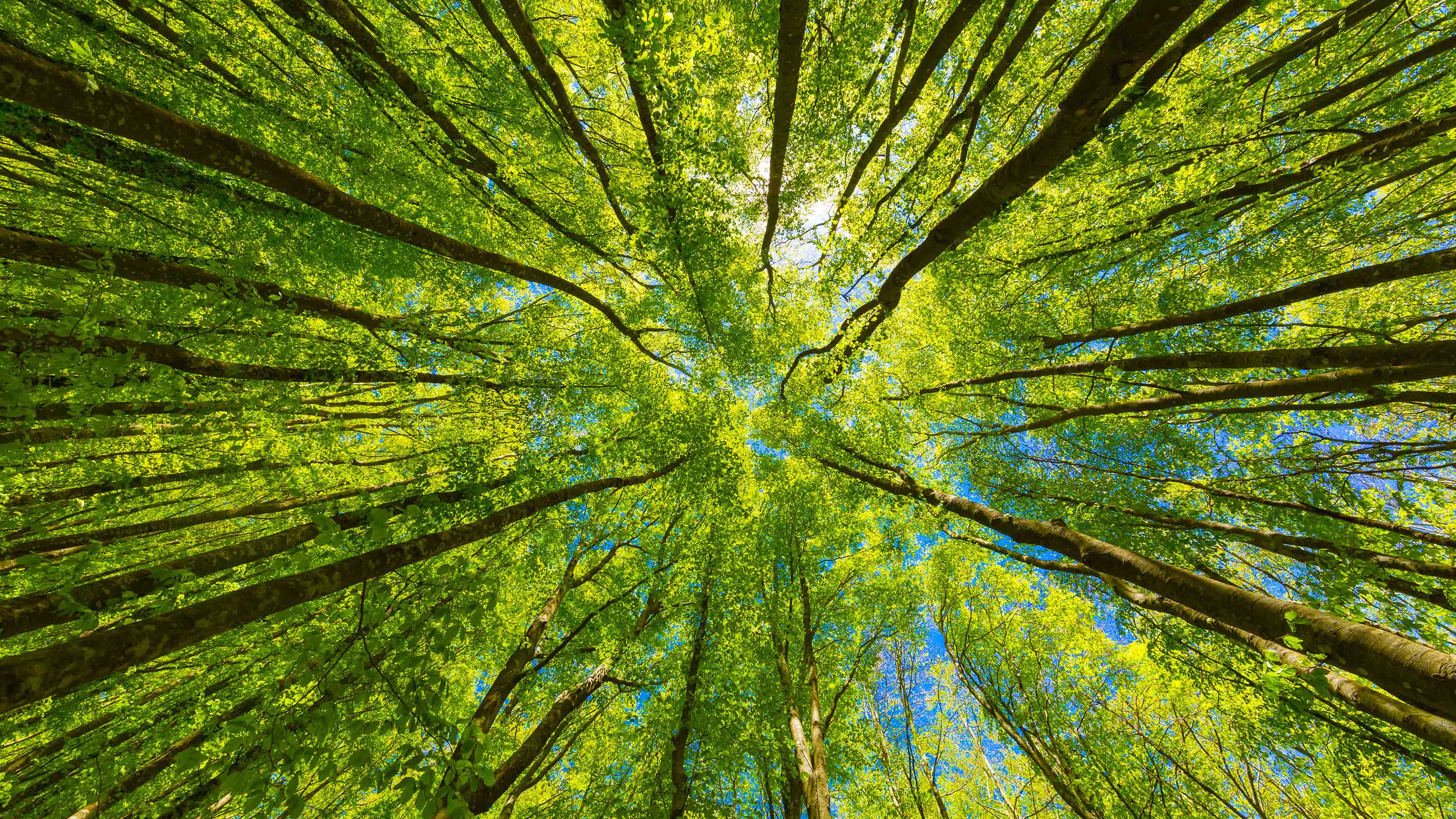 Tress pictured from below.
