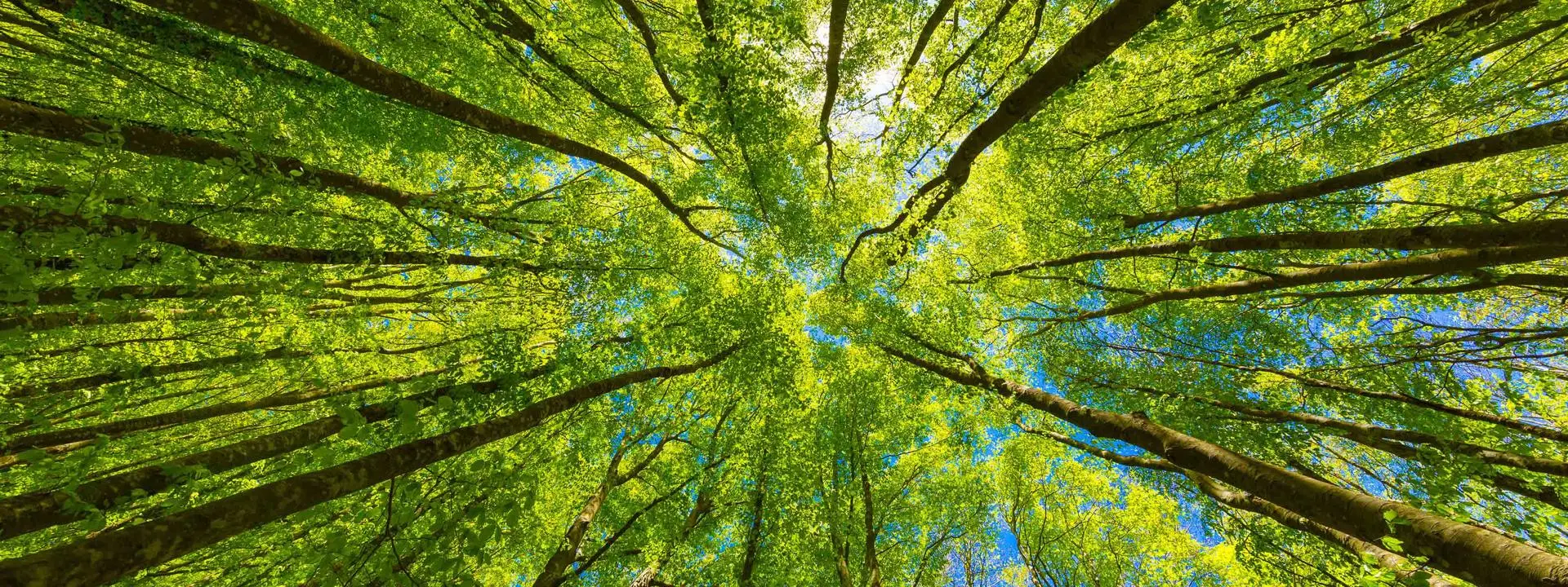 Tress pictured from below.