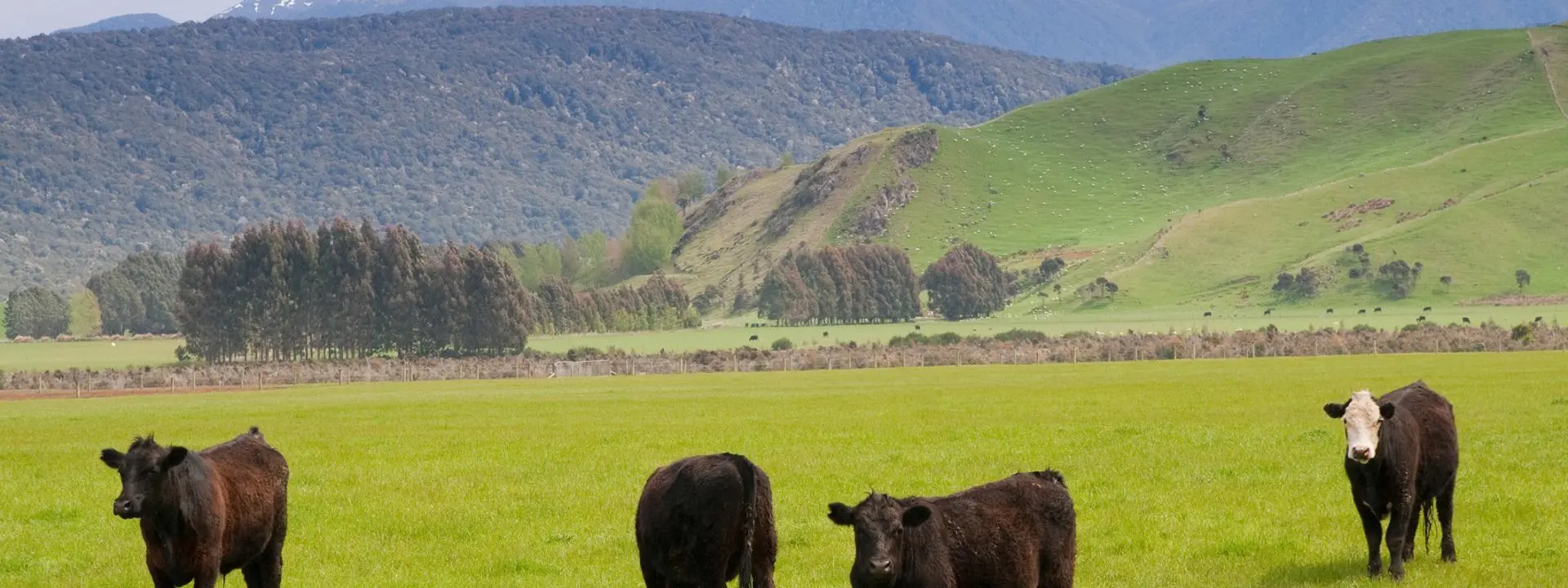 Four brown cows standing in a green field.