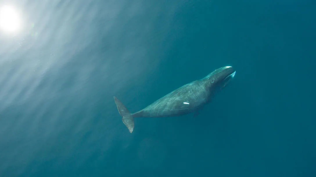 Aerial shot of a whale swimming beneath the surface.