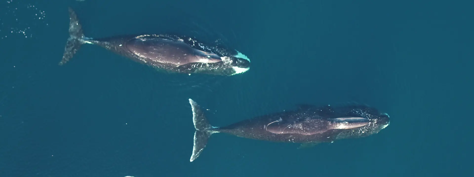 Aerial shot of two whales swimming through arctic waters.