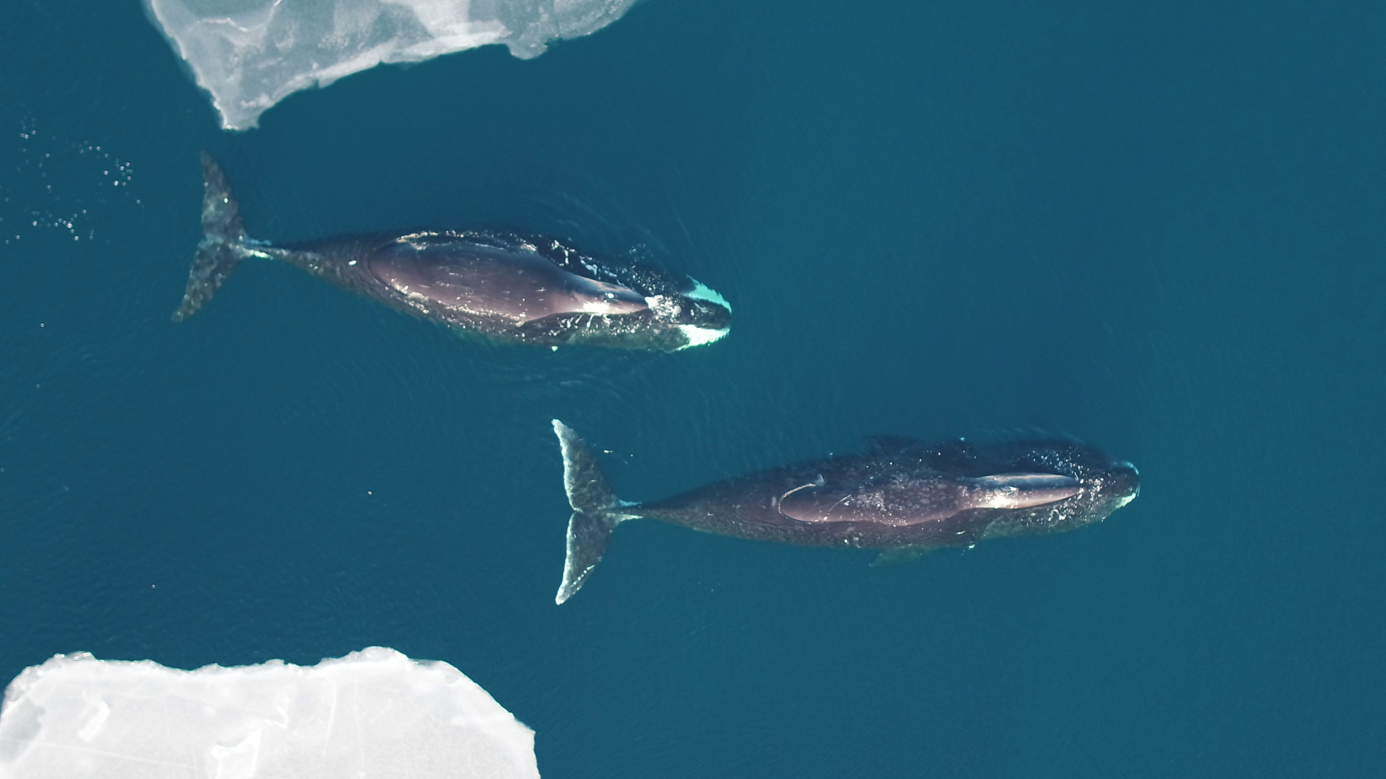 Aerial shot of two whales swimming through arctic waters.