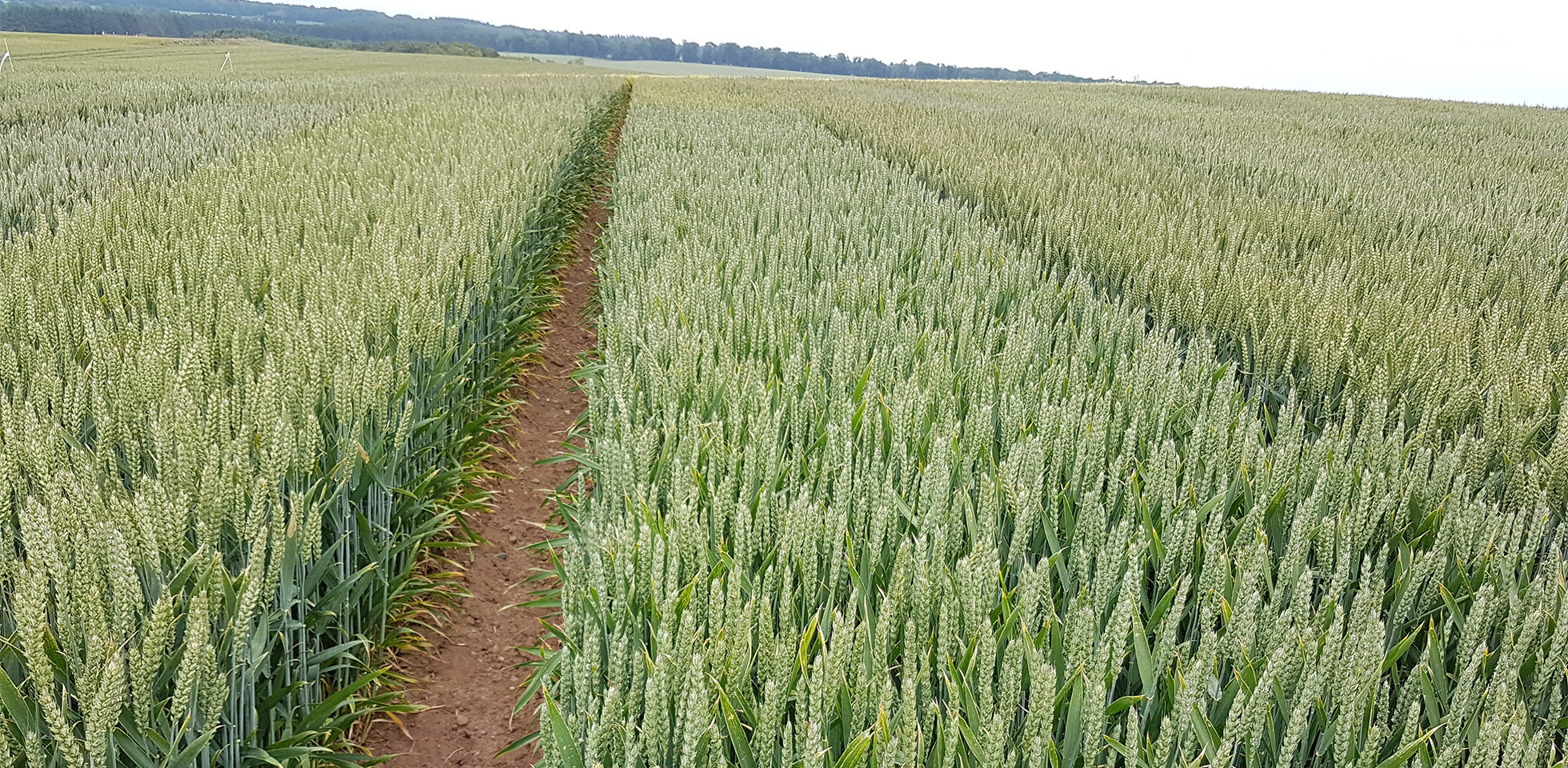 A wheat field.