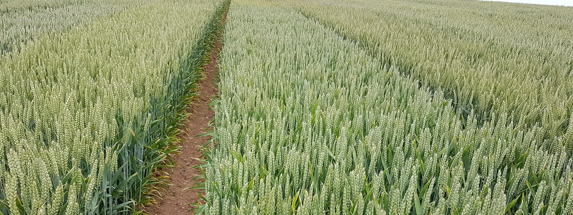 A wheat field.