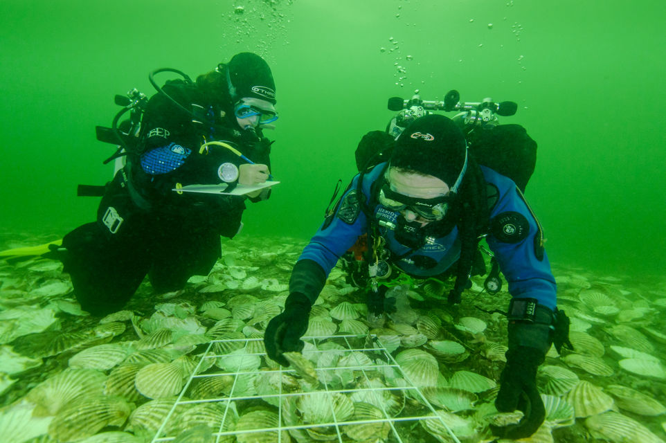 Divers monitoring and laying down DEEP oysters. Credit: Richard Shucksmith. Divers monitoring and laying down DEEP oysters. Credit: Richard Shucksmith.