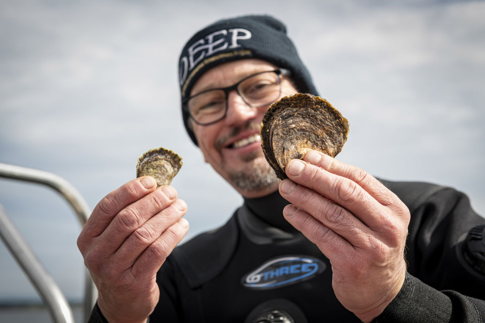 Professor Bill Sanderson, Lead scientist, Heriot-Watt University, showing oyster growth. Credit: JP Photography. Professor Bill Sanderson, Lead scientist, Heriot-Watt University, showing oyster growth. Credit: JP Photography.