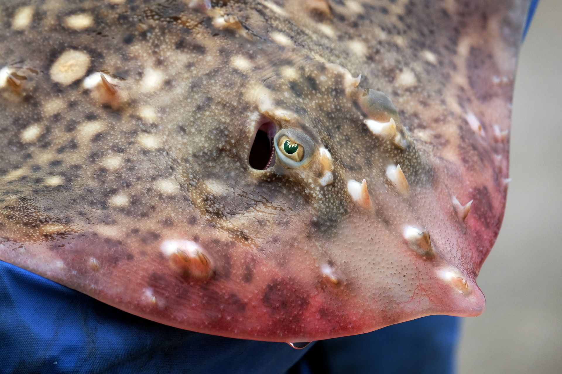 Close-up of a flapper skate’s head and upper body