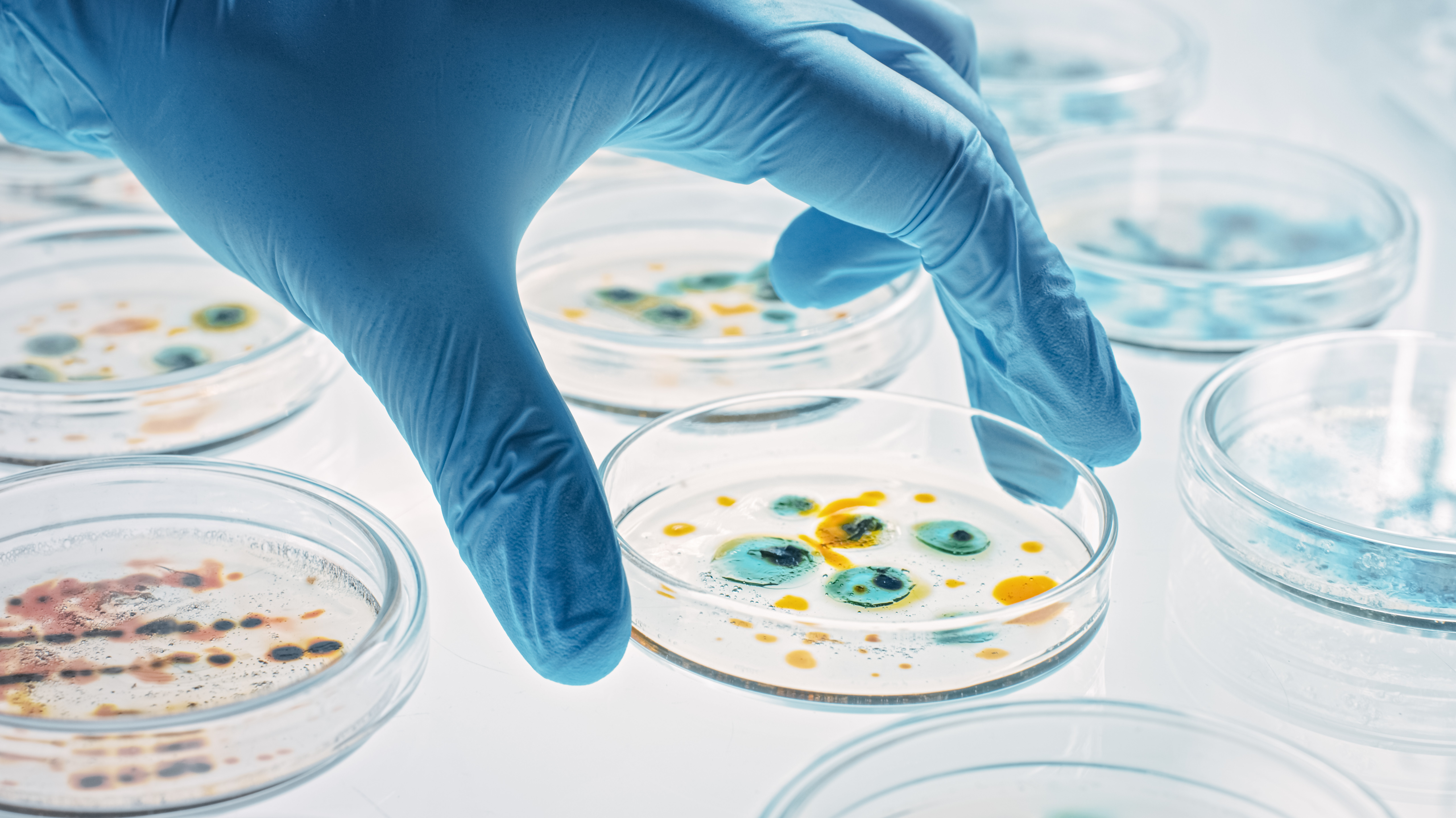 Petri dishes in a lab