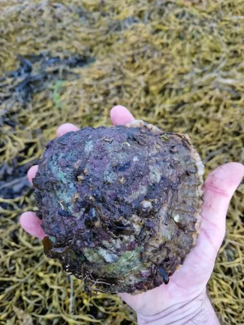 Hand holding an oyster