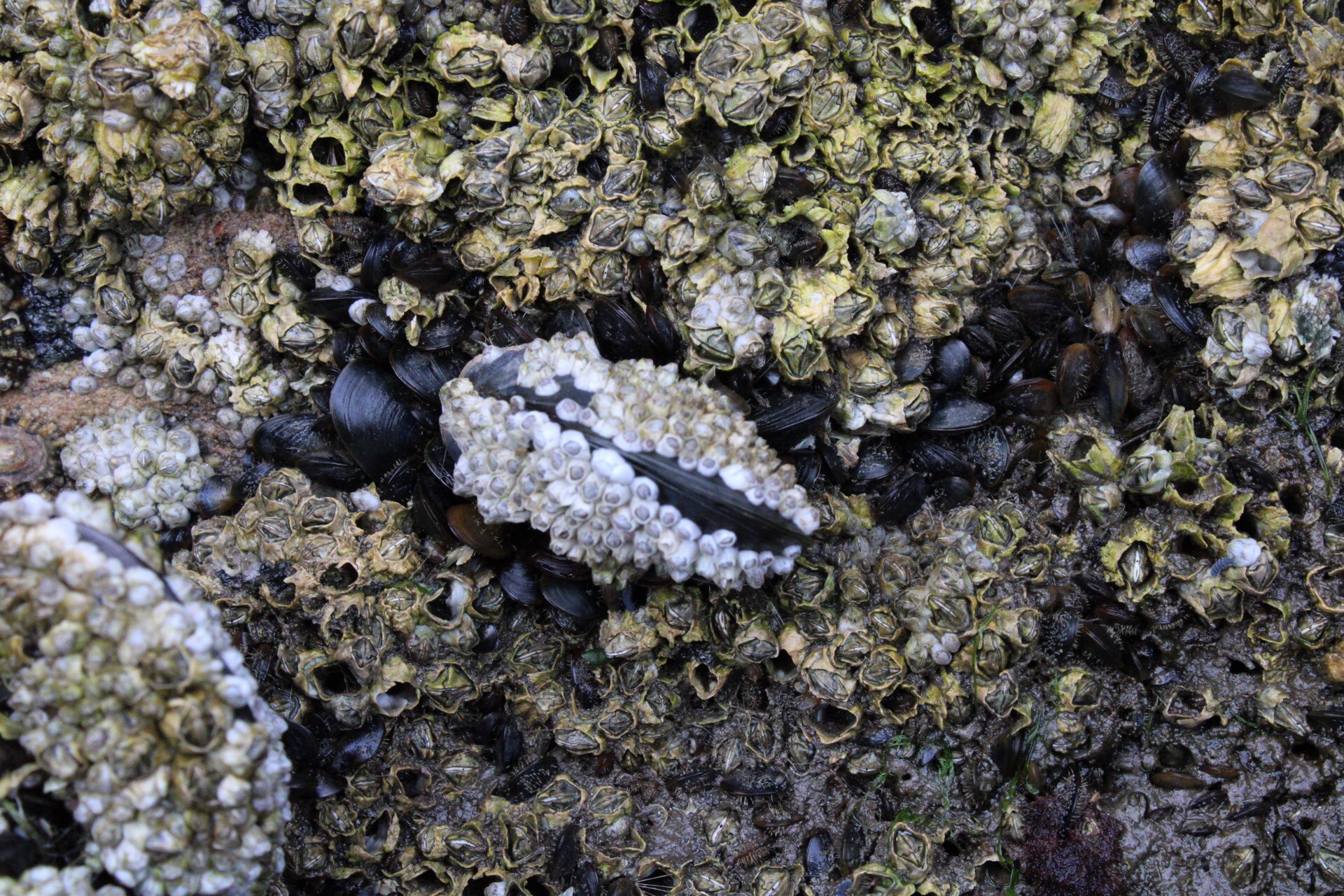 Musselburgh Harbour Wall, Firth of Forth