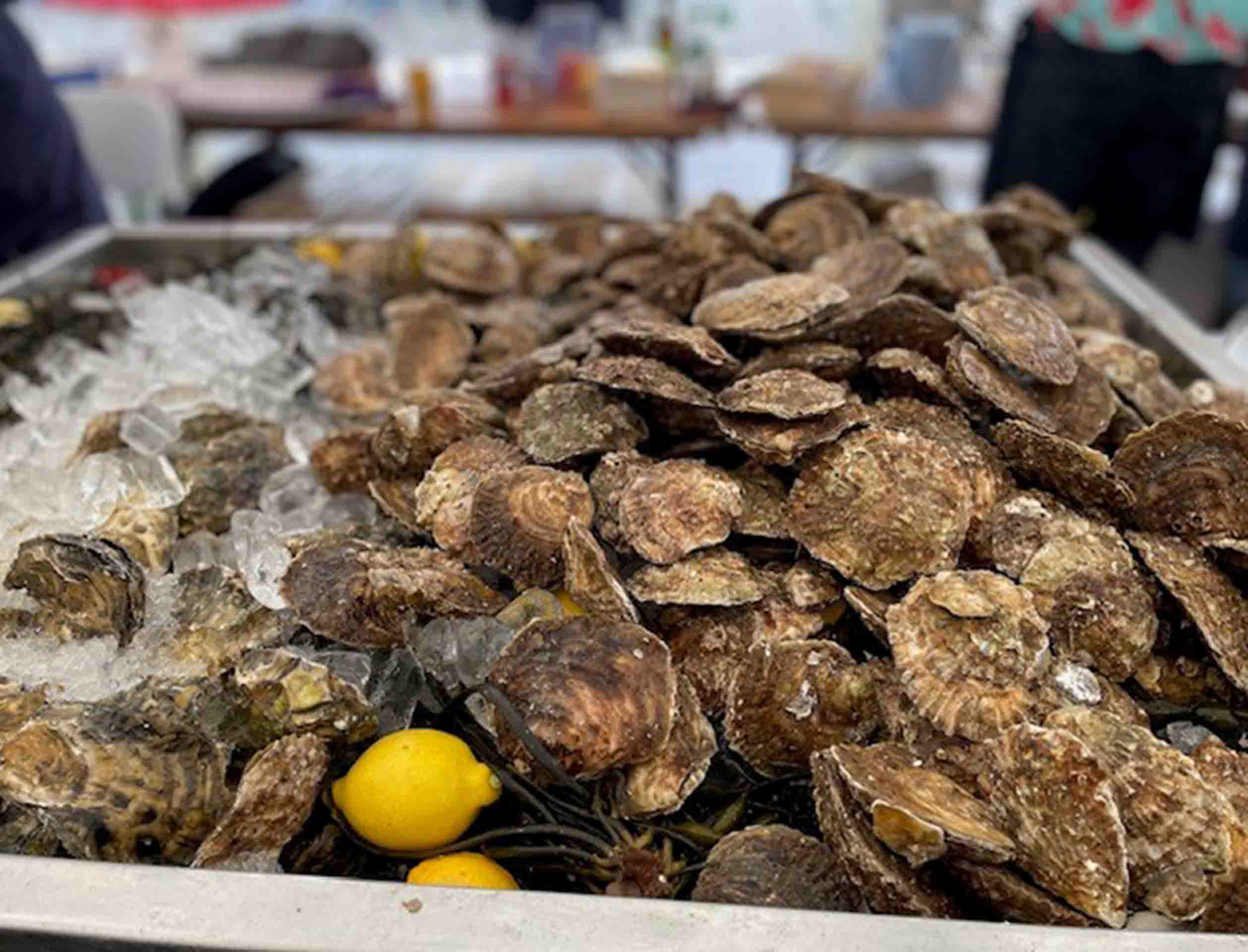 Image shows a collection of oysters. 