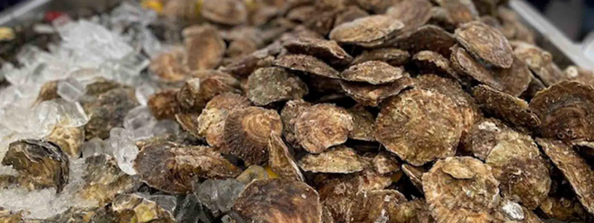 Image shows a collection of oysters.