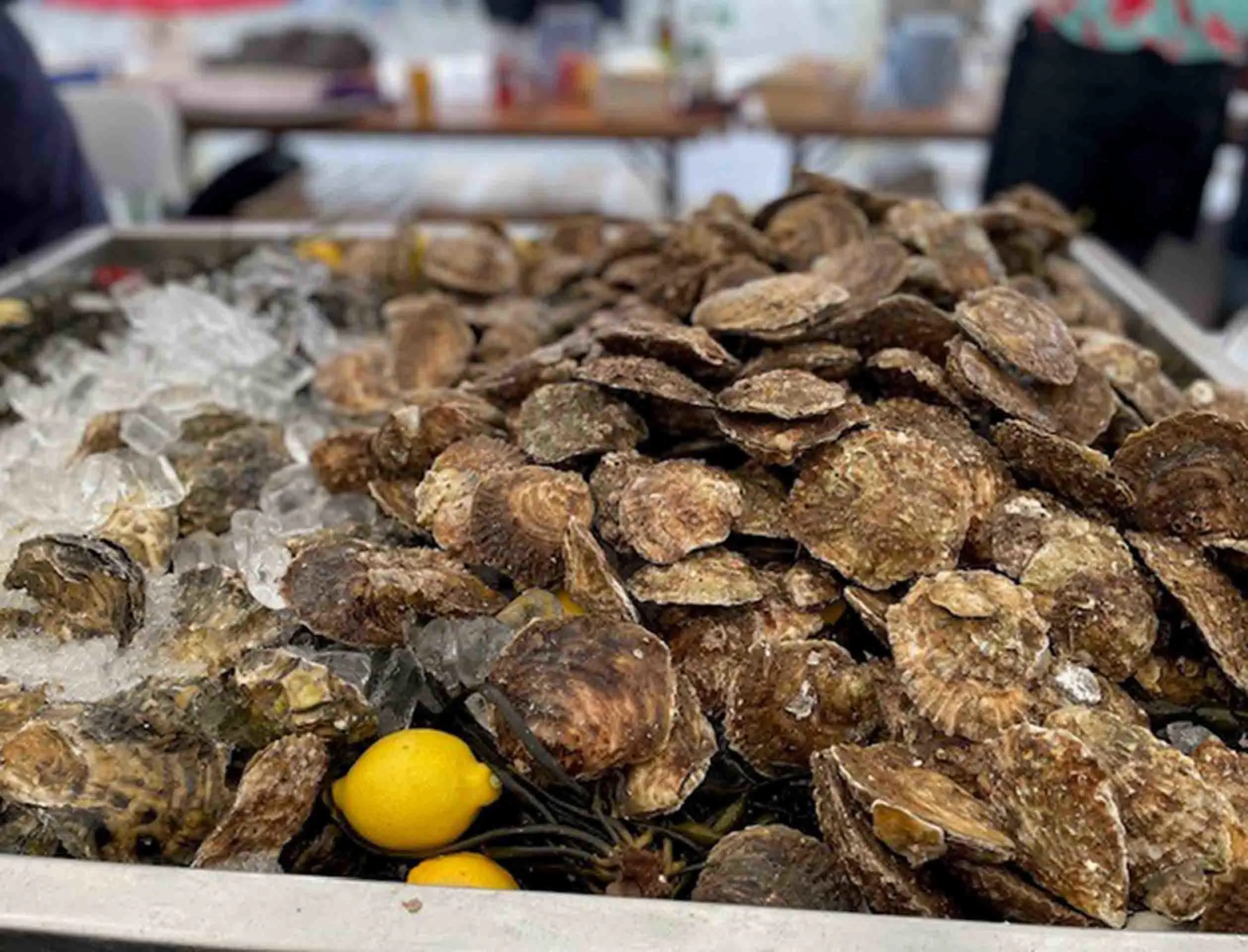 Image shows a collection of oysters. 
