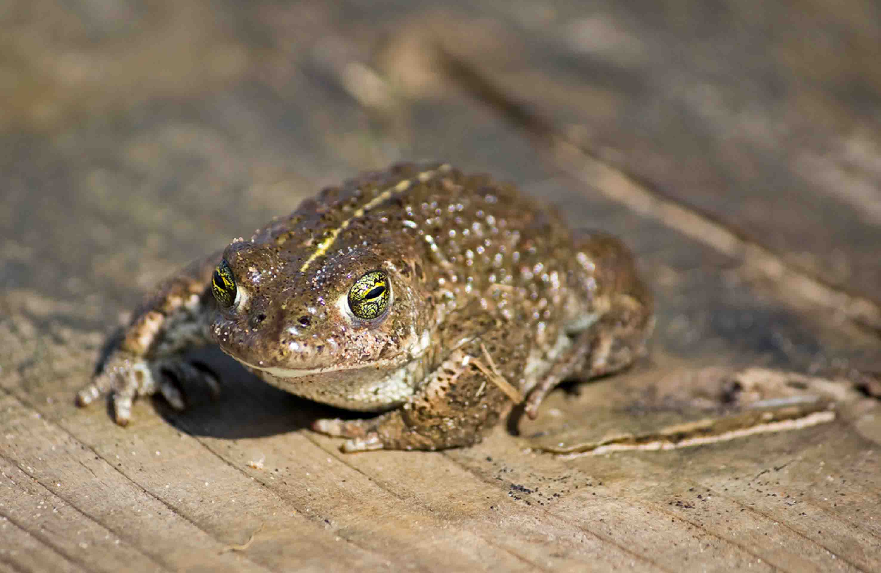 The Natterjack Toad