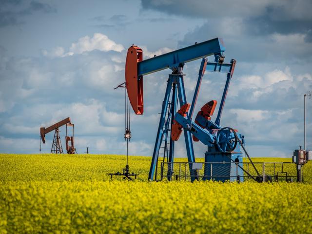A photograph of oil pumpjacks operating in a vast field of bright yellow canola flowers under a partly cloudy sky.