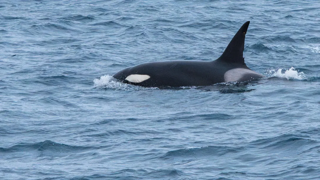 An orca whale in the Denmark Strait, between Greenland and Iceland in the Arctic Ocean. Credit: Yuri Choufour. An orca whale in the Denmark Strait, between Greenland and Iceland in the Arctic Ocean. Credit: Yuri Choufour.