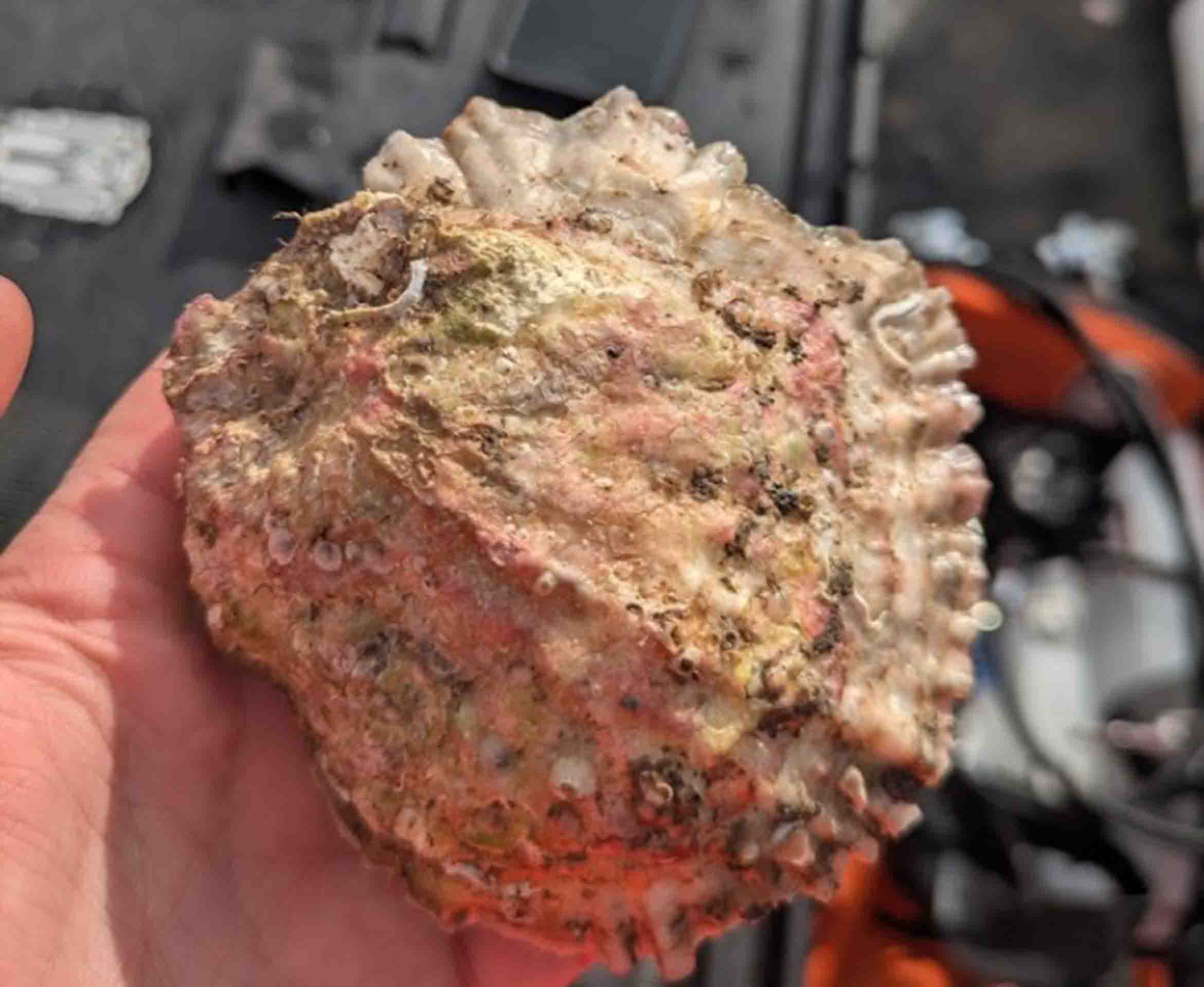 A European flat oyster.