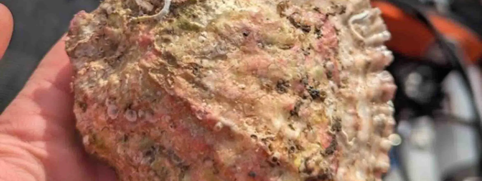 A European flat oyster.