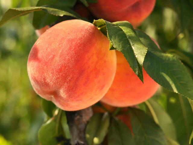 Image of a peach hanging from a tree.