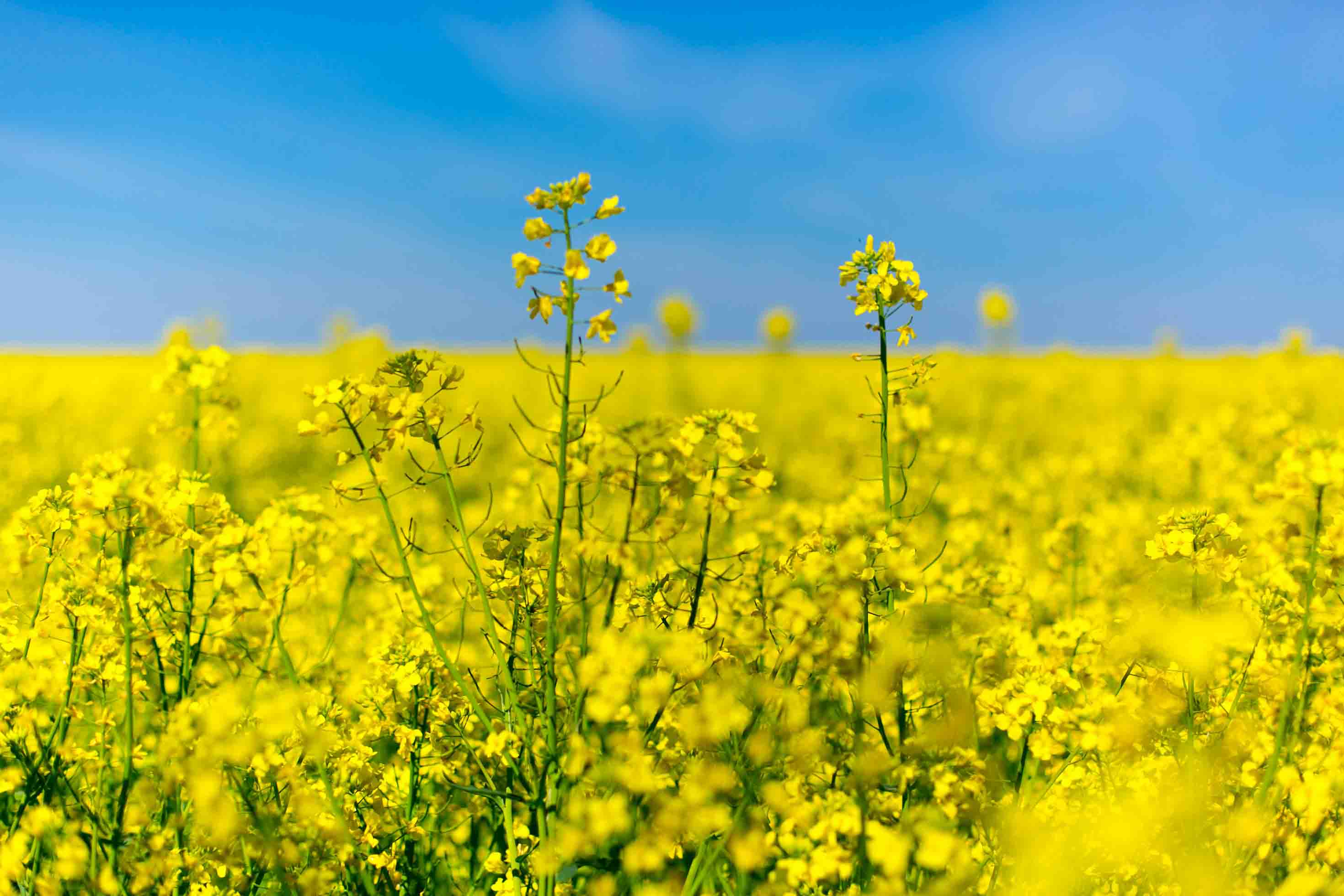 Close-up of a  rapeseed field
