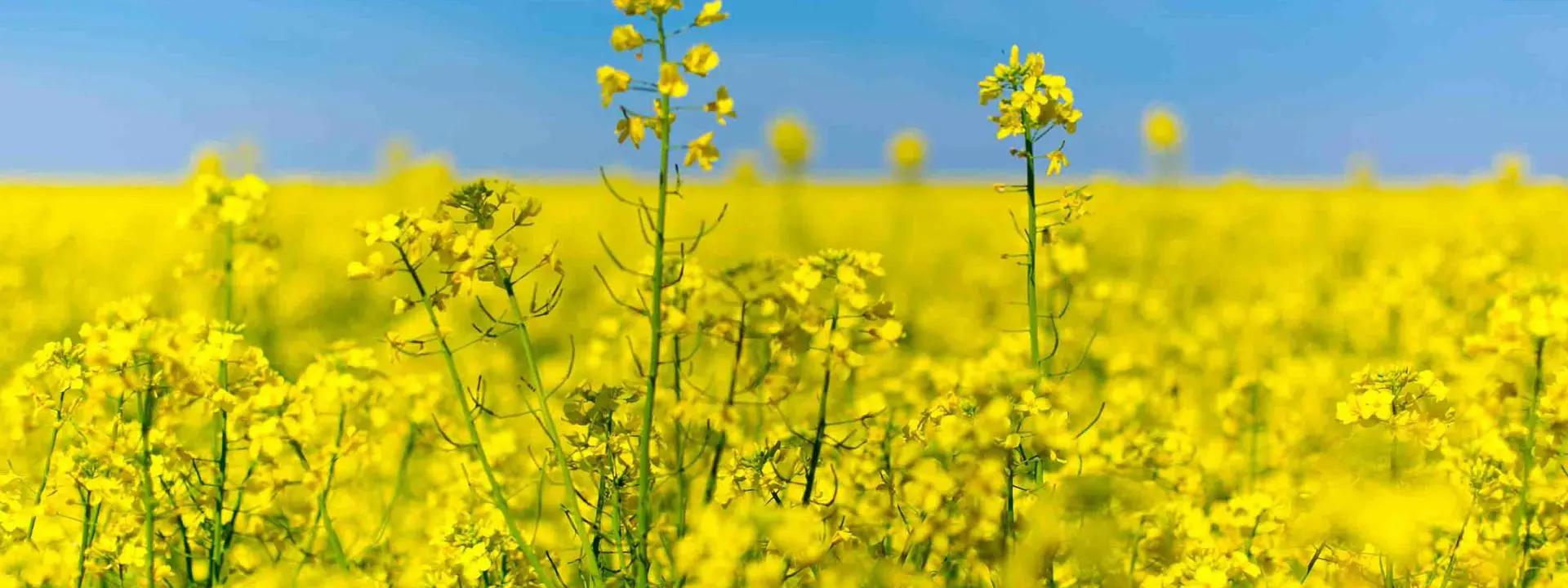 Close-up of a rapeseed field