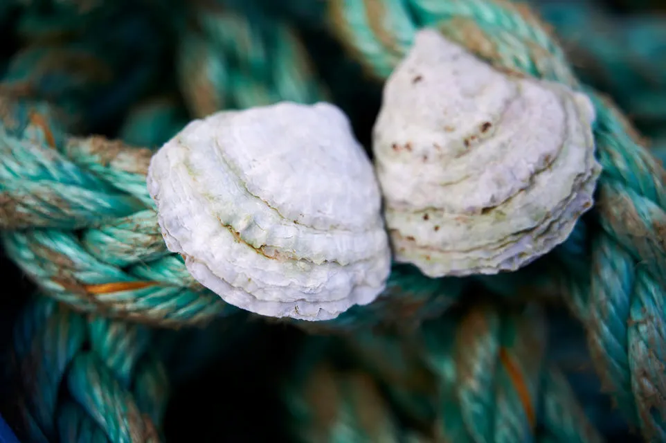 Credit: Maverick Photo Agency Close-up of two oysters.