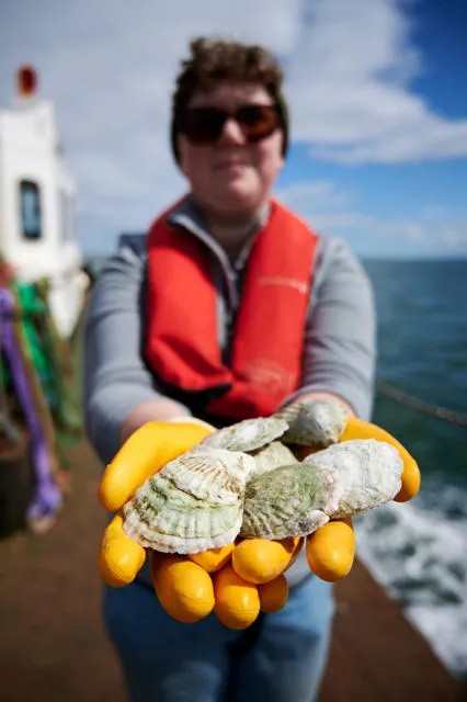 Credit: Maverick Photo Agency A volunteer pictured holding a hand full of the oysters.