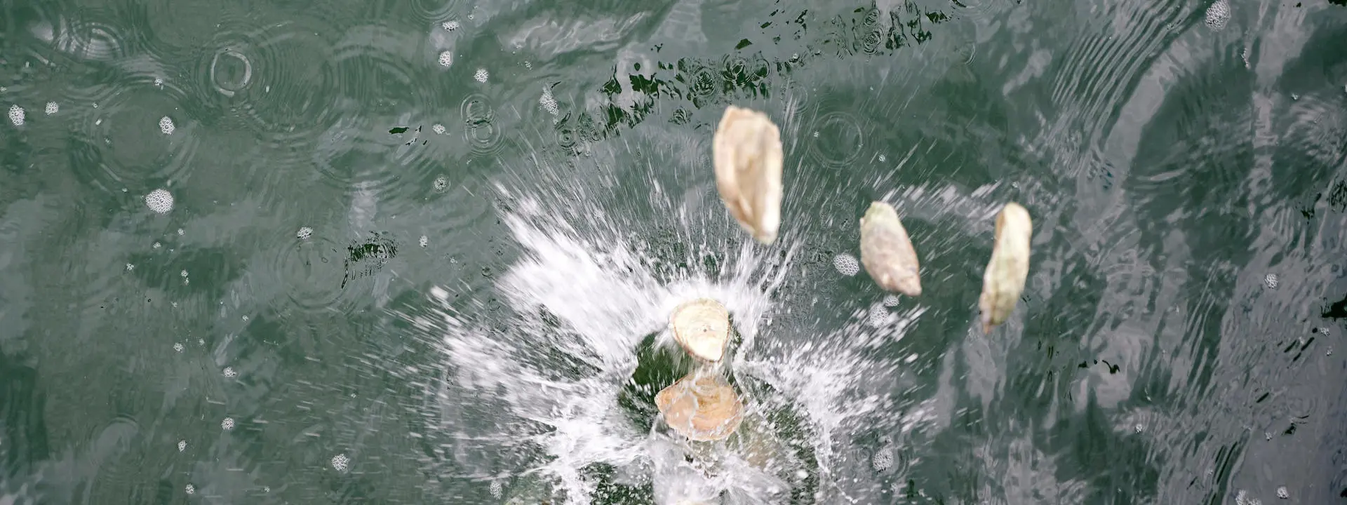 Oysters entering the surface of the water