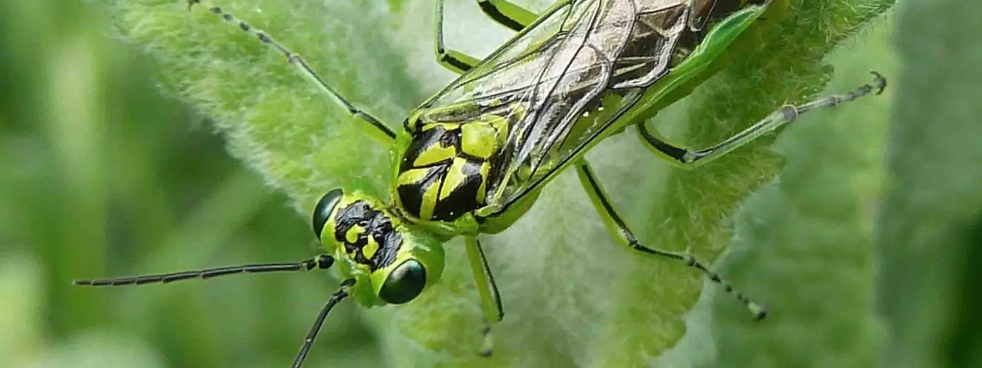 Close-up of a sawfly
