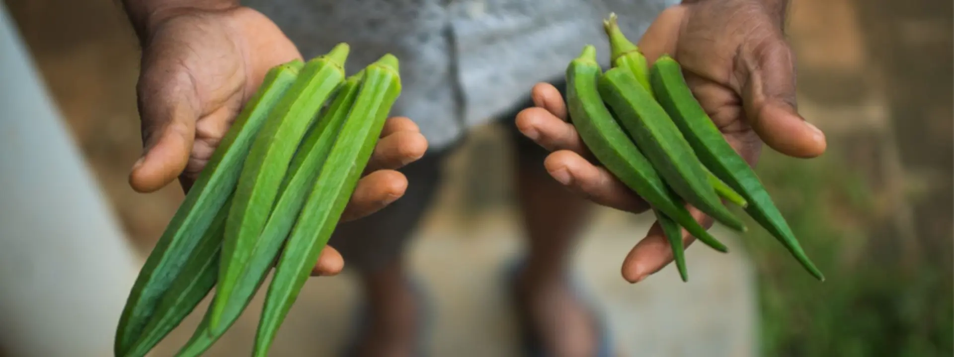 Large and small Ocra in hands