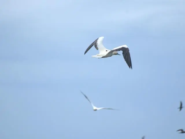 A white seabird flies across a vast blue sky