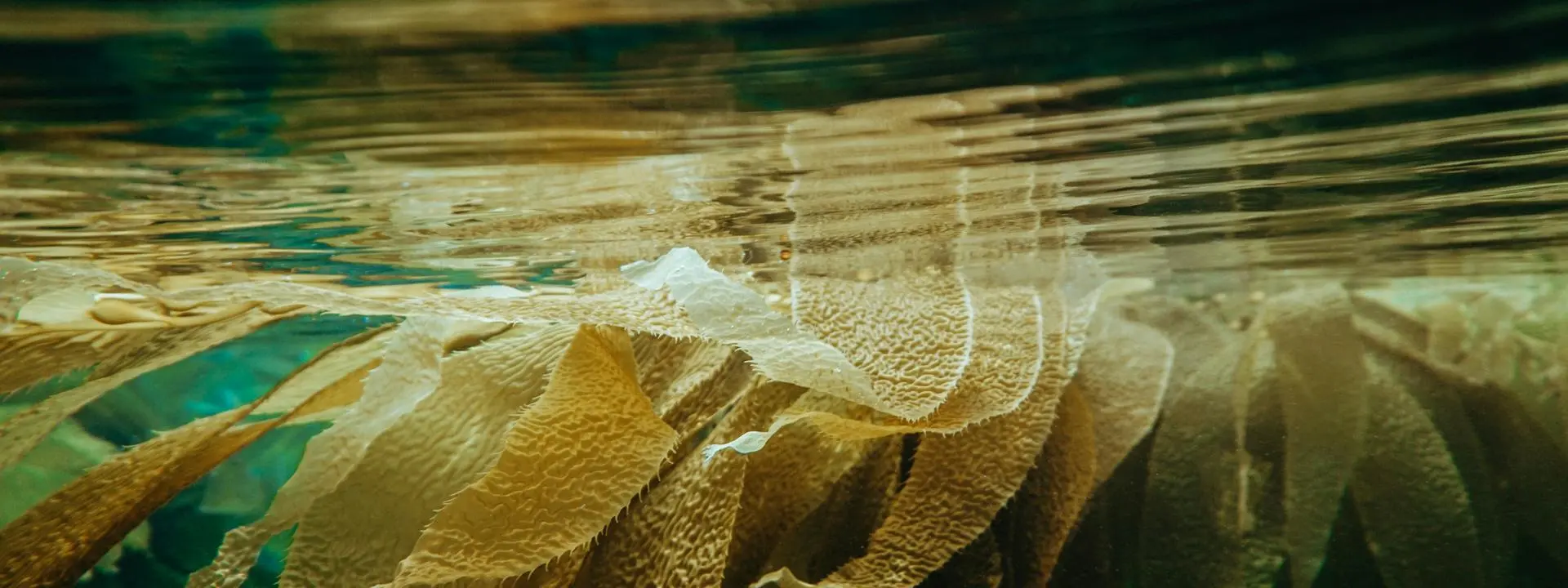 Underwater picture of kelp.