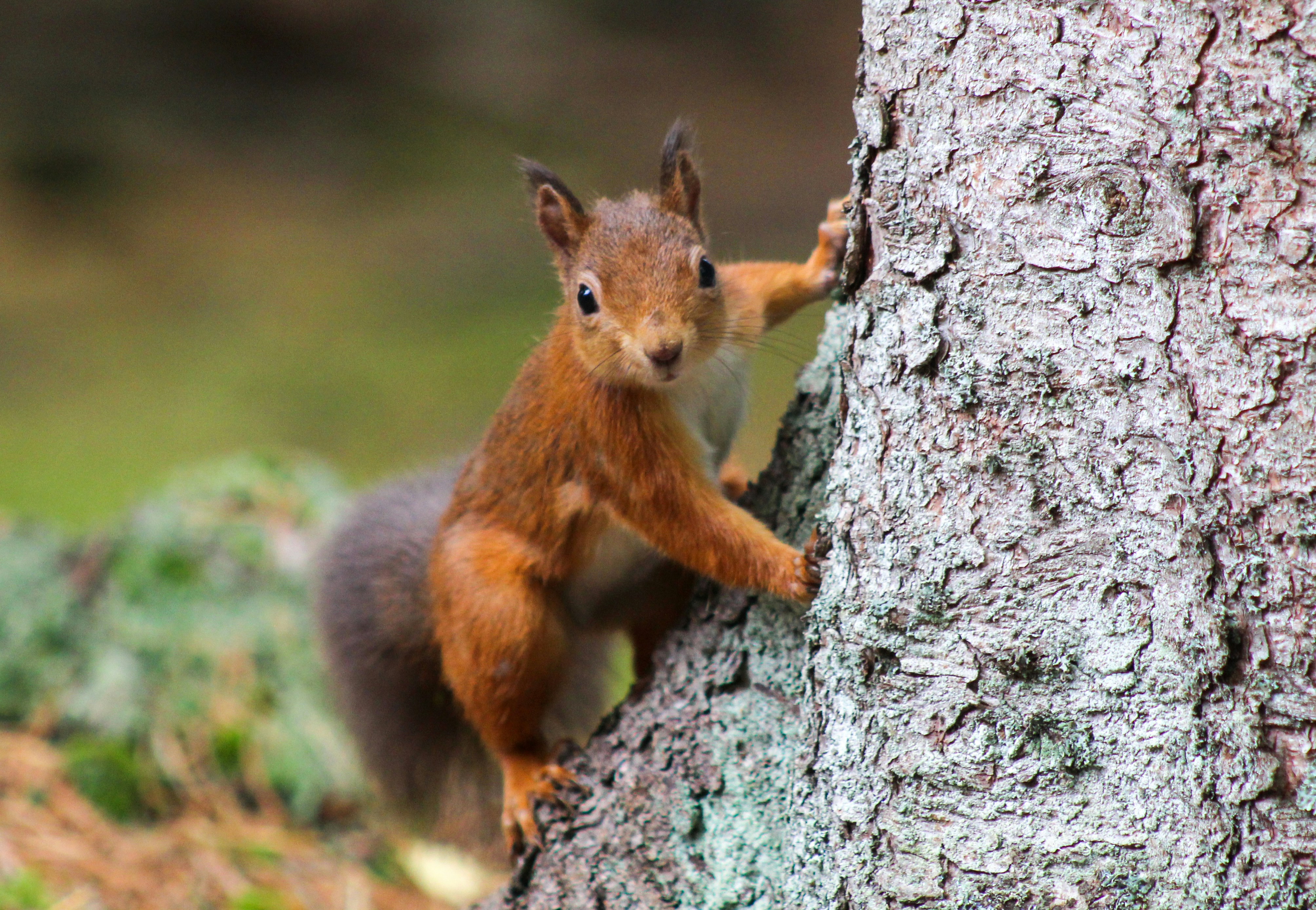 A picture of a red squirrel on a tree
