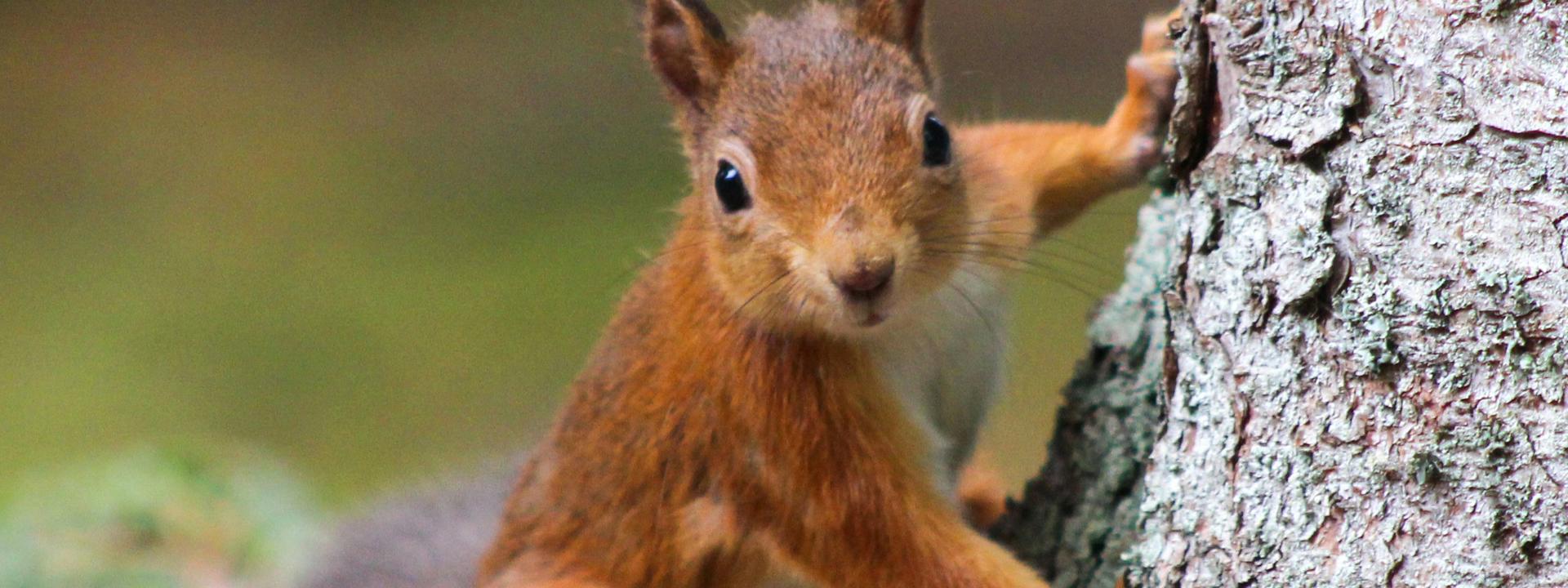 A picture of a red squirrel on a tree