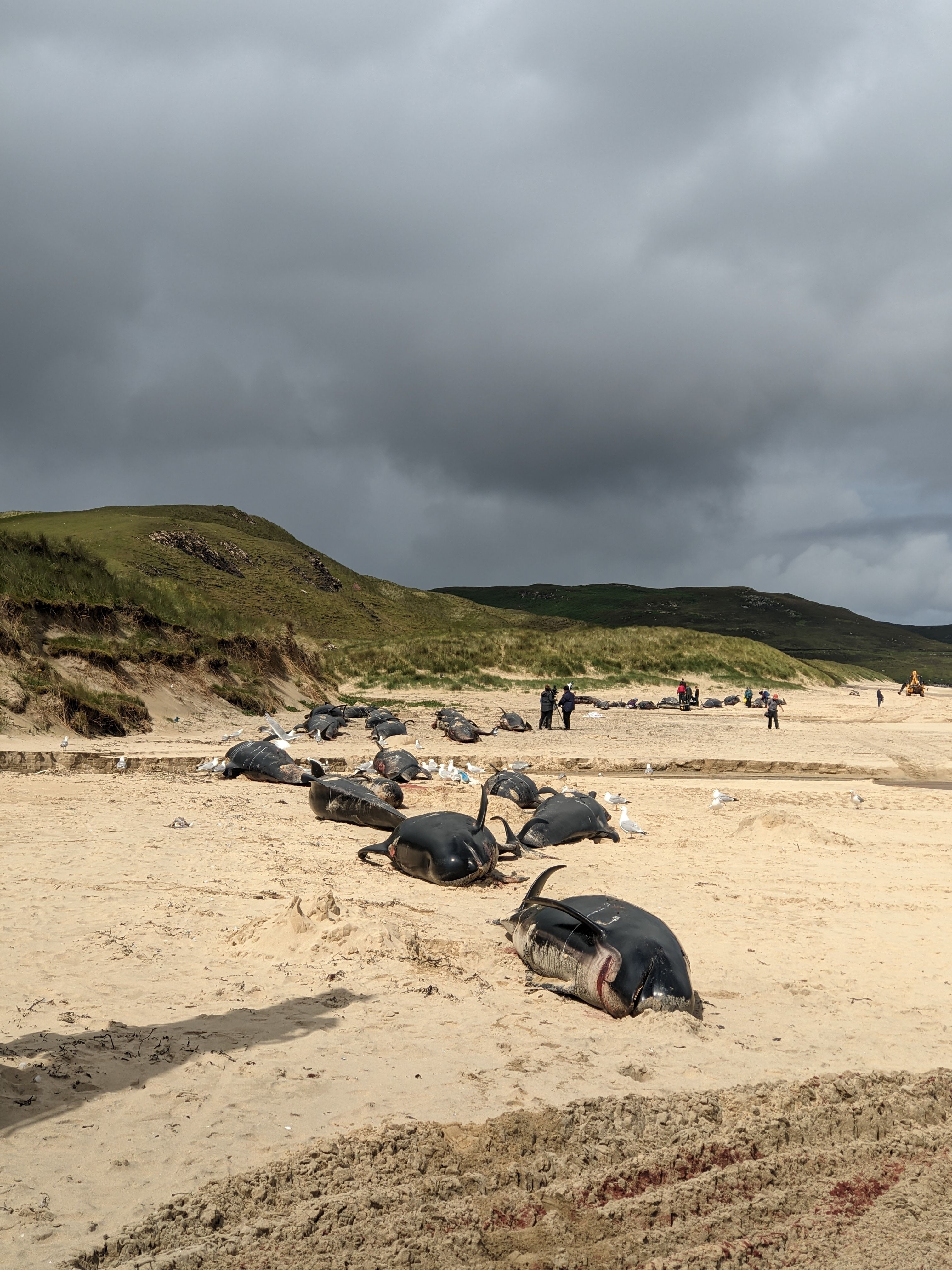 Stranded pilot whales on beach in Lewis