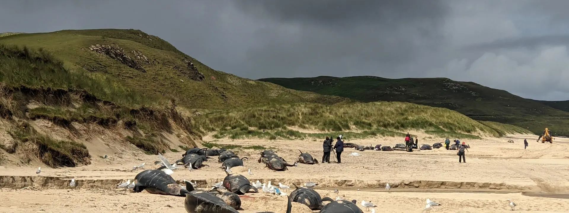 Stranded pilot whales on beach in Lewis