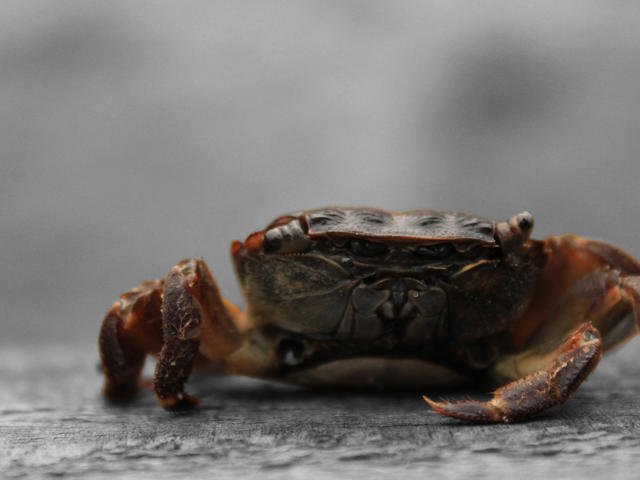 An orange crab standing on stone.