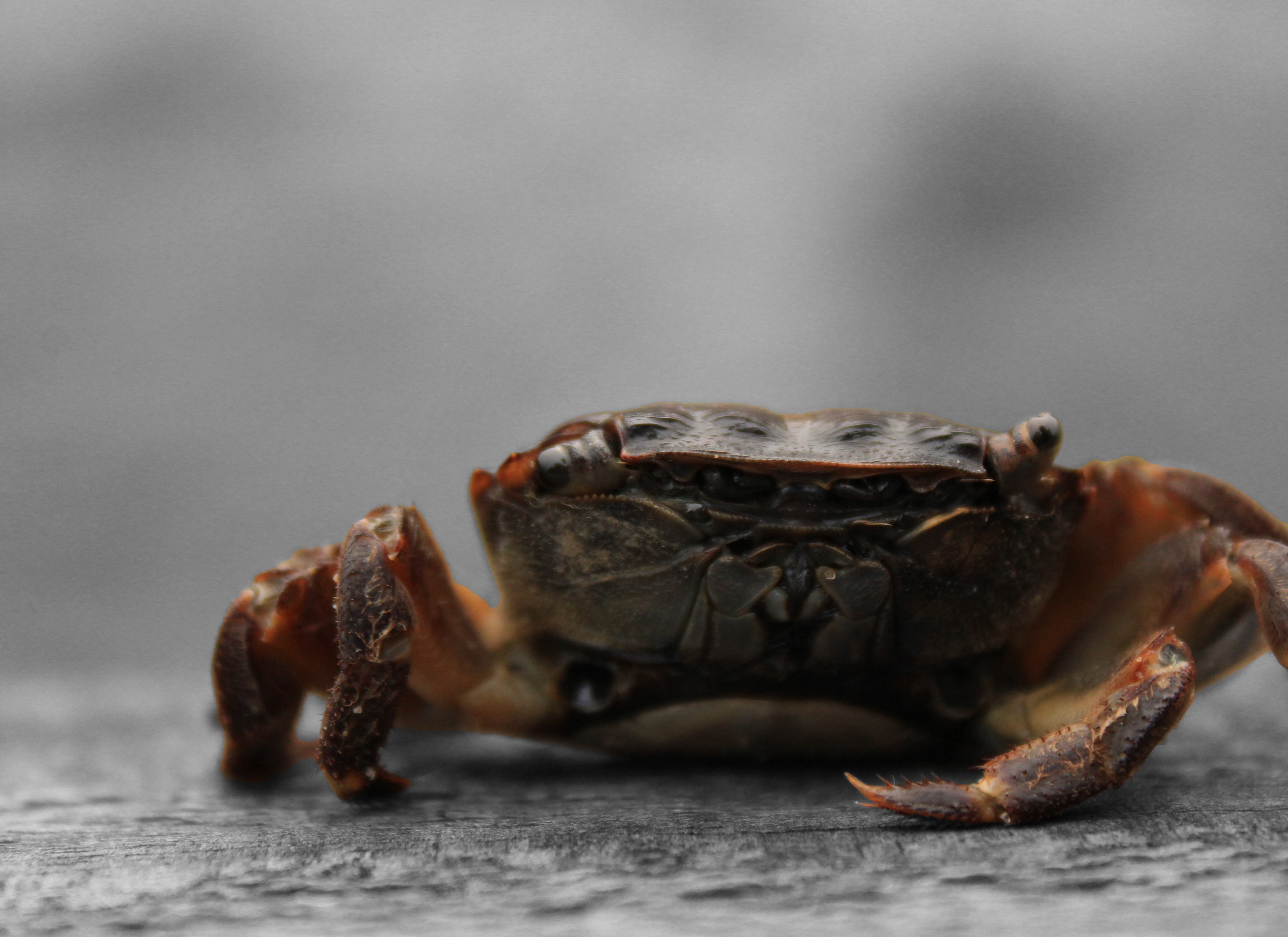 An orange crab standing on stone.