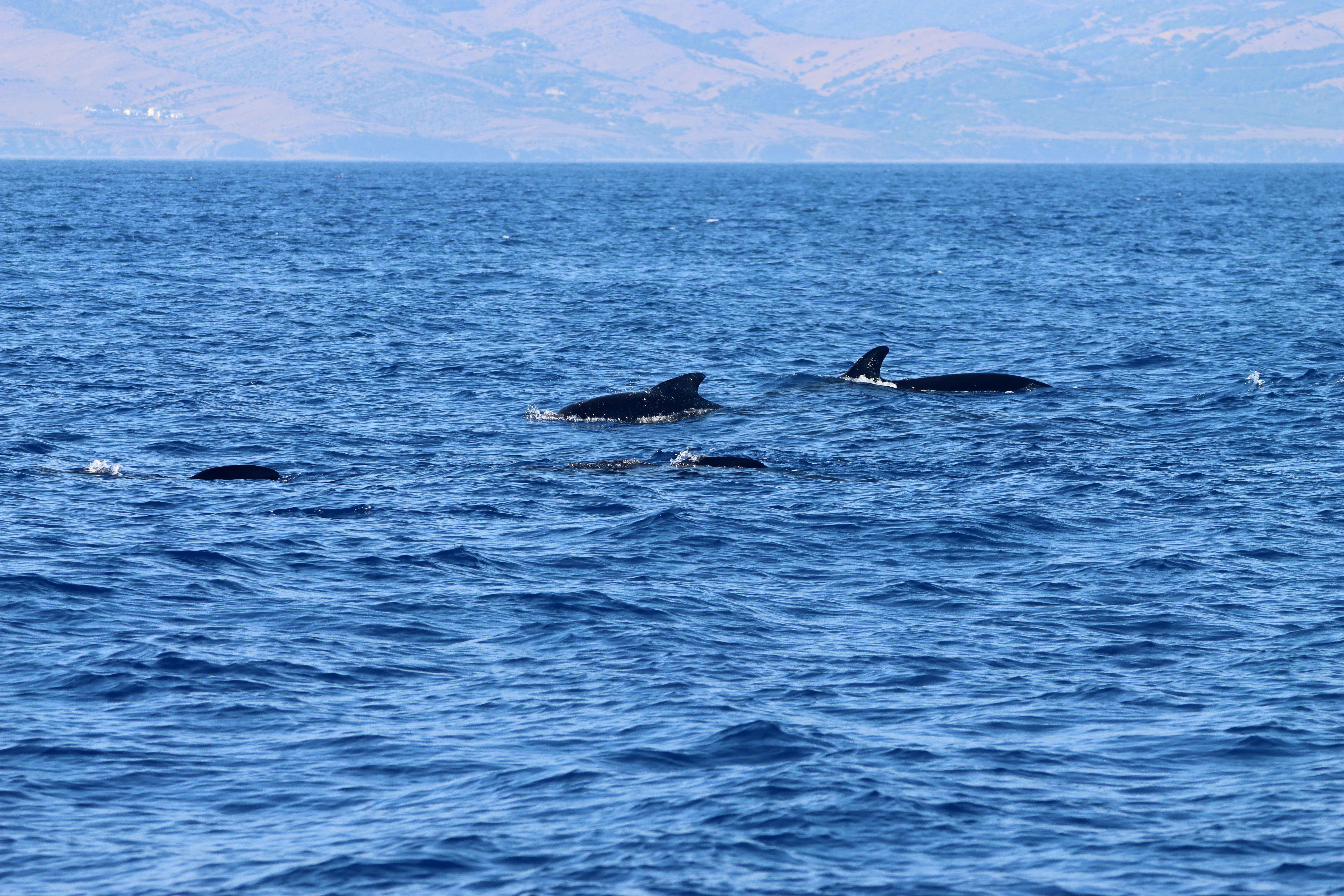 Two whales in the water