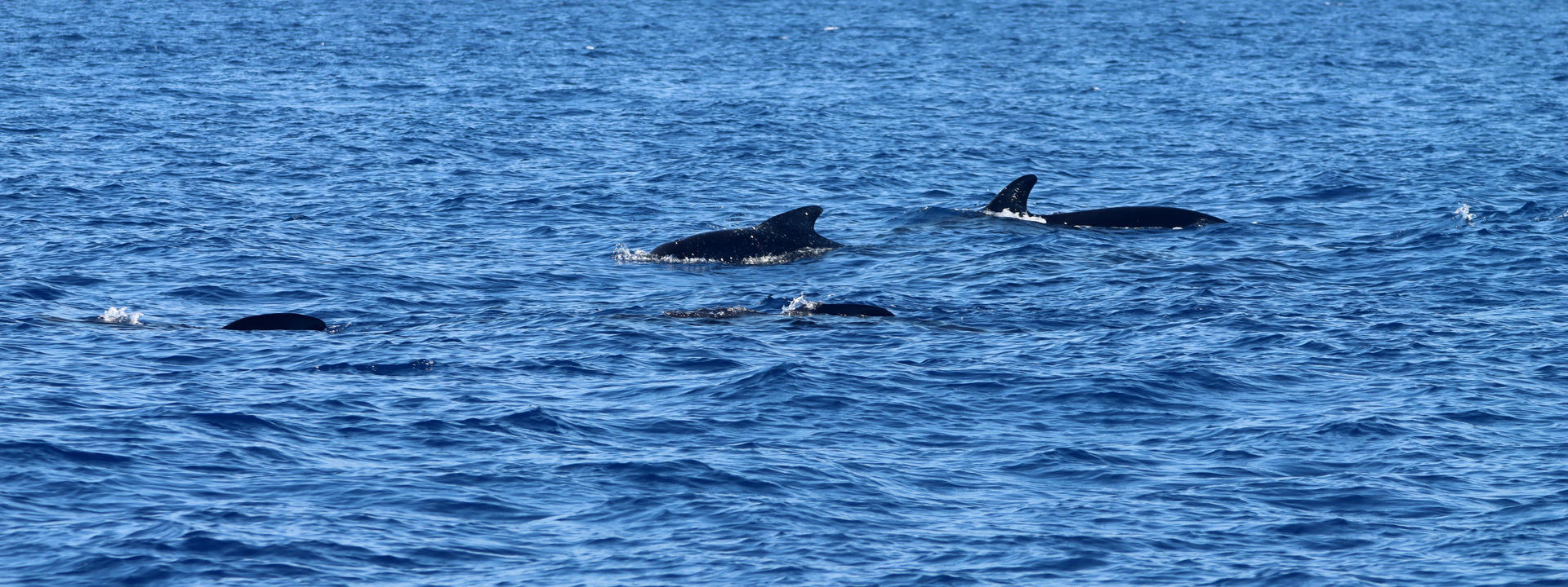 Two whales in the water