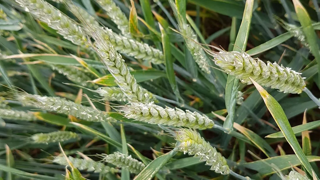 Wheat in a field.