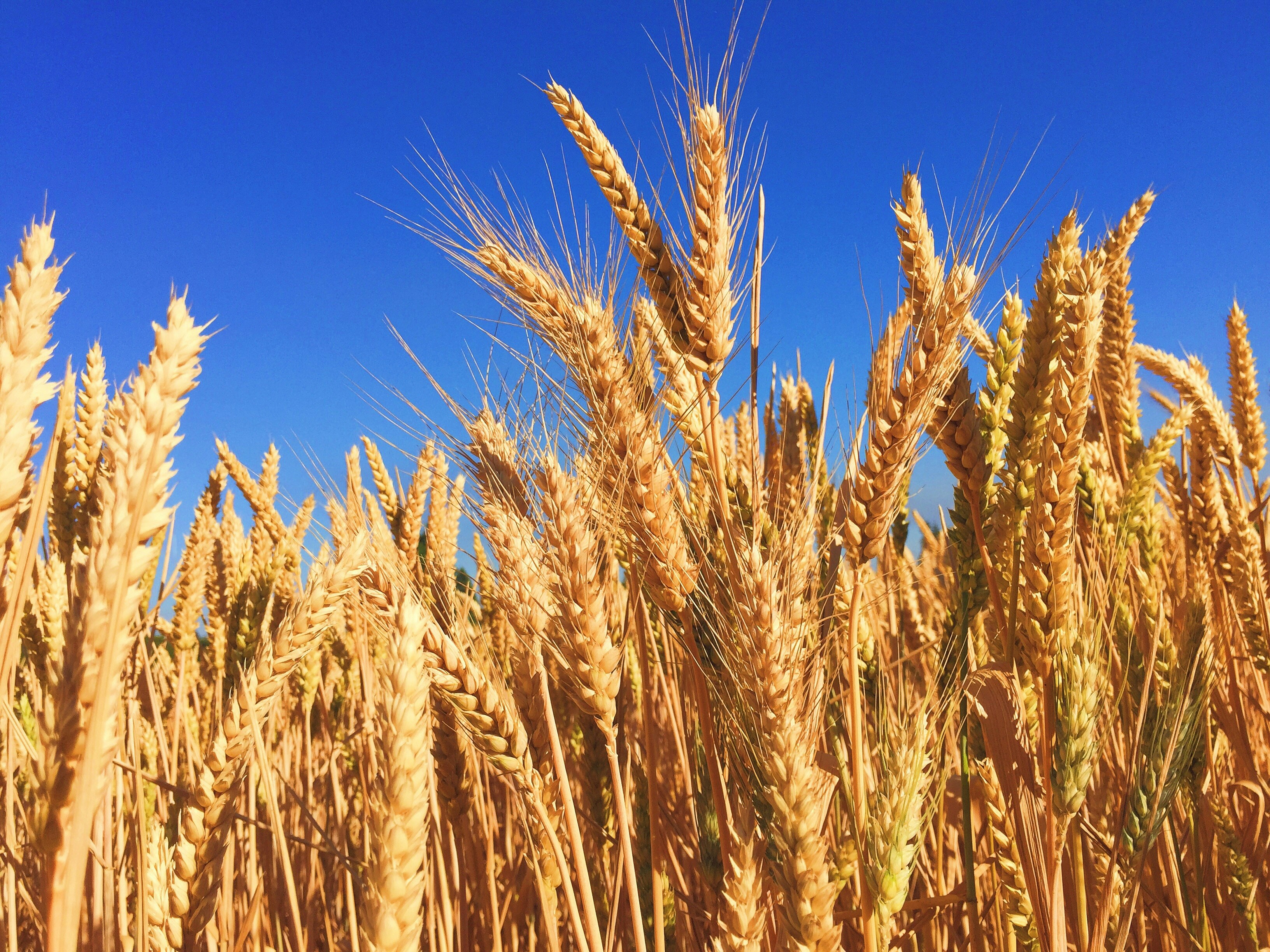 Photo by Melissa Askew on Unsplash - Wheat in a field against a blue sky 